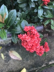 Ixora