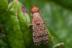 Euthycera chaerophylli