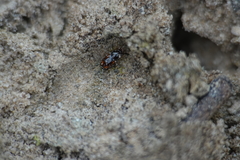 Elaphropus