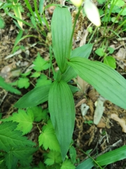 Cephalanthera falcata