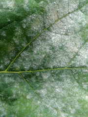 Golovinomyces tabaci