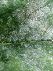 Golovinomyces tabaci