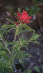 Castilleja martini martini