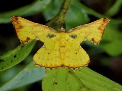 Corymica pryeri