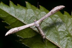 Hellinsia lienigianus