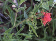 Castilleja martini martini