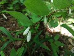 Polygonatum lasianthum