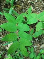 Polygonatum lasianthum