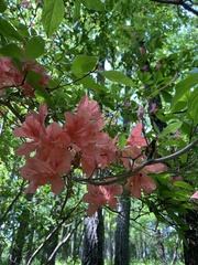 Rhododendron kaempferi