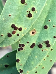 Uromyces hedysari-obscuri