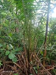 Elaeis guineensis
