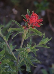 Castilleja martini martini