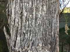Eucalyptus goniocalyx goniocalyx