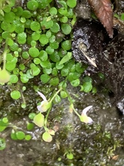 Utricularia striatula