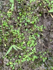 Utricularia striatula