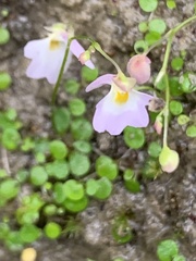Utricularia striatula