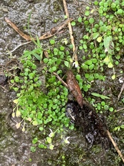 Utricularia striatula