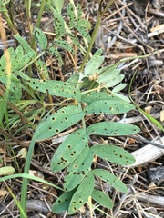 Uromyces hedysari-obscuri