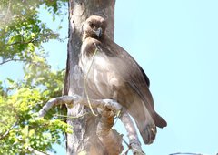 Aviceda madagascariensis