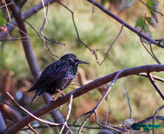 Sturnus vulgaris