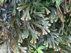 Selaginella erythropus