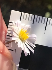 Brachyscome graminea