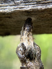 Limenitis arthemis astyanax
