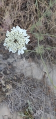 Artedia squamata