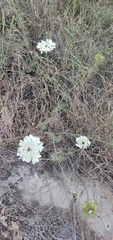 Artedia squamata