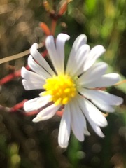 Brachyscome graminea