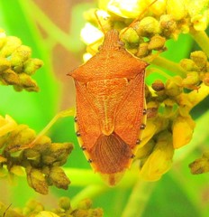 Supputius cincticeps