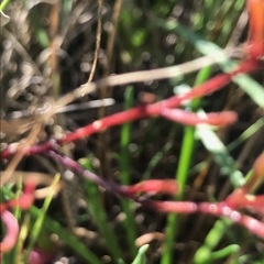 Brachyscome graminea