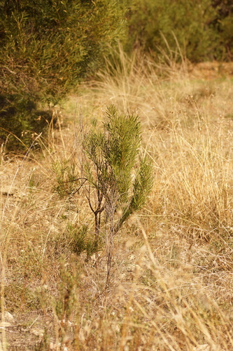 Image of Acacia uncifolia by (c) Rod Lowther, some rights reserved (CC BY)