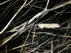 Bradypodion occidentale