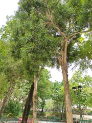Melaleuca leucadendra