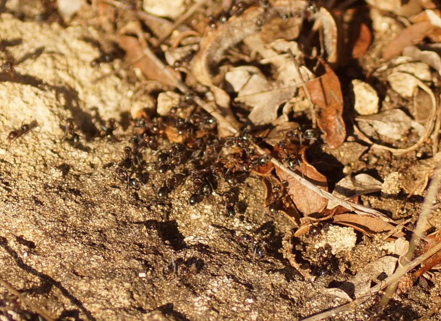 Iridomyrmex