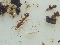 Strumigenys perplexa