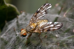 Terellia nigronota
