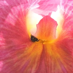 Ceratina perforatrix pyramidalis