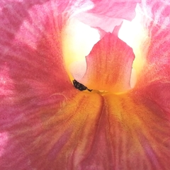 Ceratina perforatrix pyramidalis