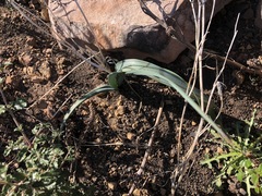 Calochortus fimbriatus