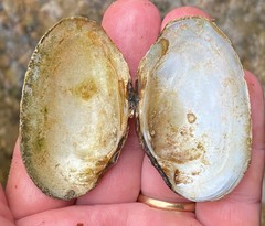 Cambarunio taeniatus