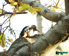 Dendrocopos syriacus