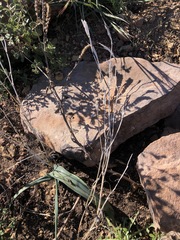 Calochortus fimbriatus