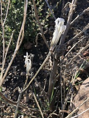 Calochortus fimbriatus