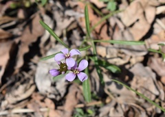 Cardamine trifida