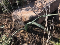Calochortus fimbriatus
