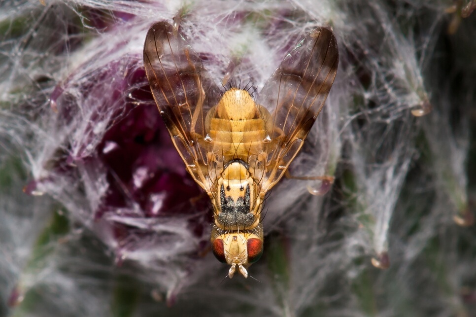 Terellia nigronota