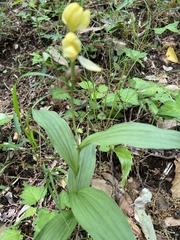 Cephalanthera falcata