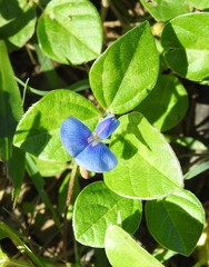 Vigna parkeri